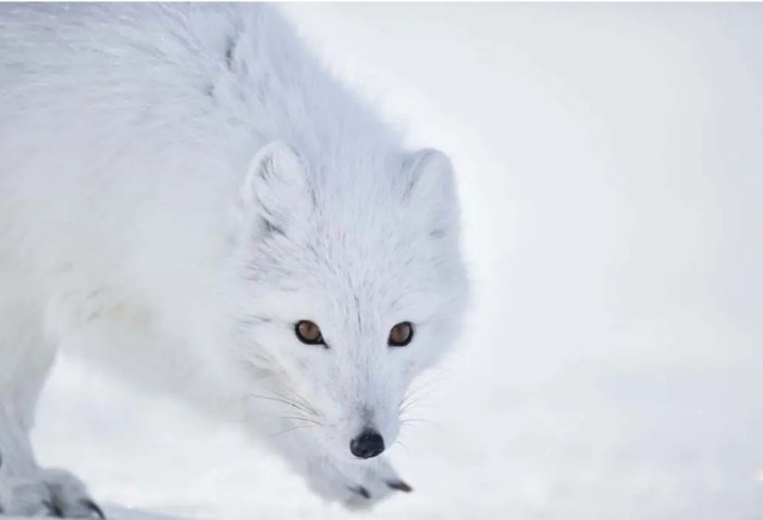 Arctic Fox for Your Home
