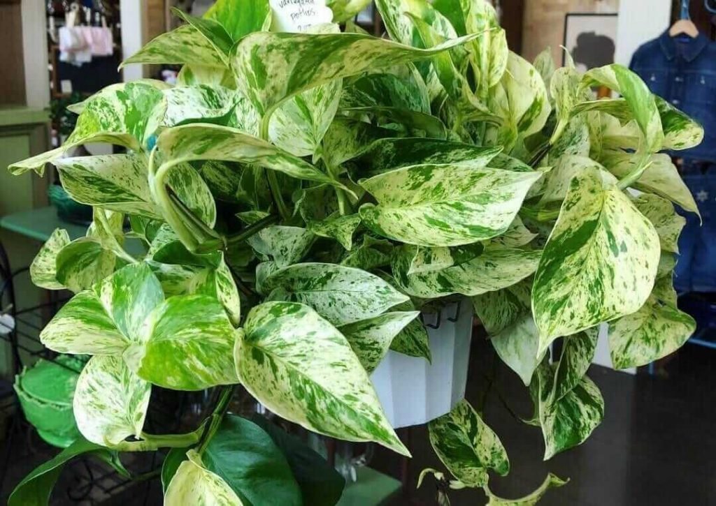 Plant Delivery – Adding Plants of Value to Your Home Plant Delivery