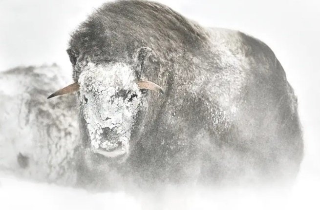 fine art of musk oxen