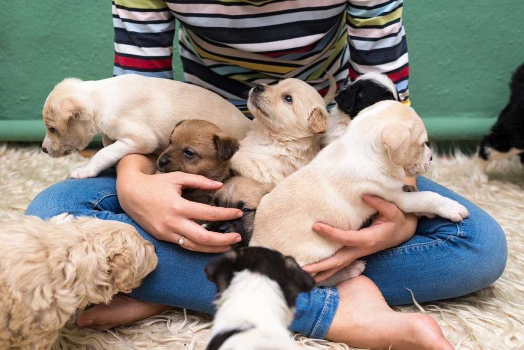 5 Things To Know Before You Get A Puppy Make Sure You re Fully 5 Things To Know Before You Get A Puppy Make Sure You re Fully