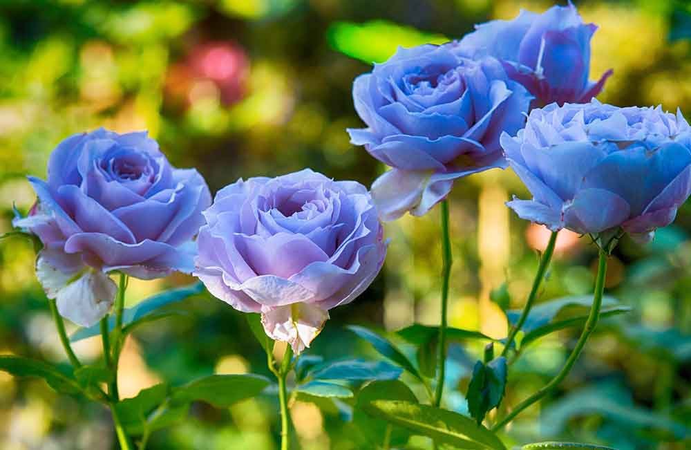 blue roses