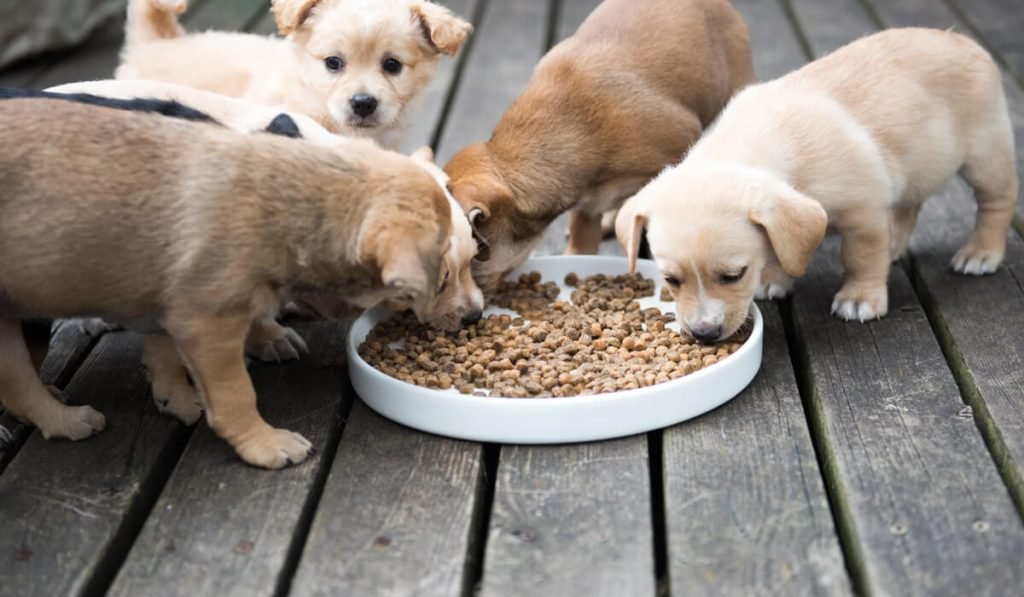 Guide on High Protein Low Carb Dog Food For Dog Owners