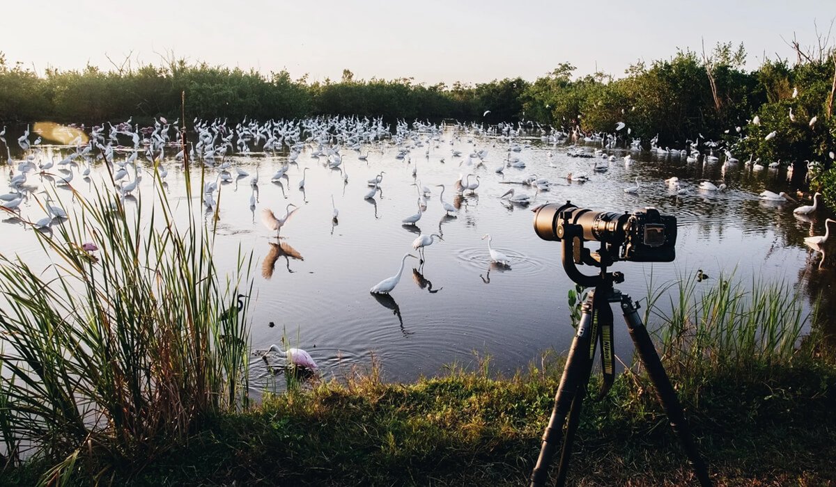 bird watching hobby essay