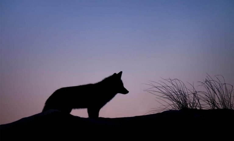 Animals You Can Hunt At Night Storia