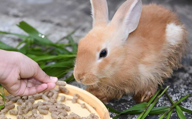 How Many Days Can Rabbits Survive Without Eating? - TlwaStoria